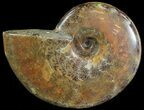Flashy Red Iridescent Ammonite - Wide #66648-1